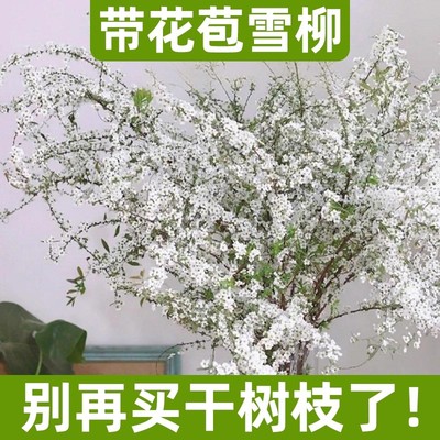 雪柳鲜枝A级带芽花苞水培植物