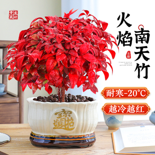 火焰南天竹盆栽室内外绿植耐寒植物四季观叶好养花卉年宵喜庆盆景