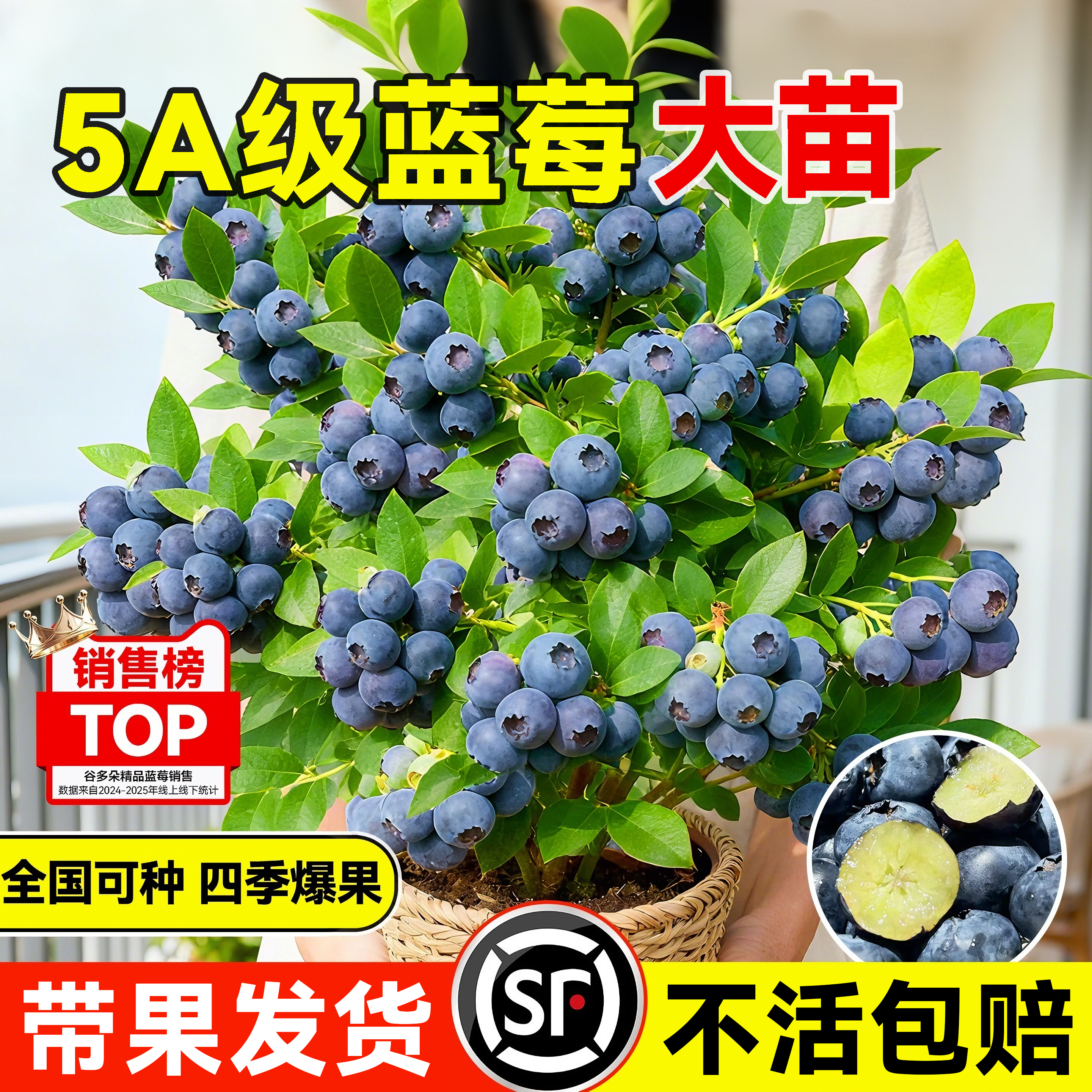 【带果发货】蓝莓四季结果耐寒