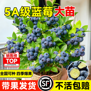 带果蓝莓盆栽室内外阳台耐寒全国可养带花带果树蓝梅苗四季可结果