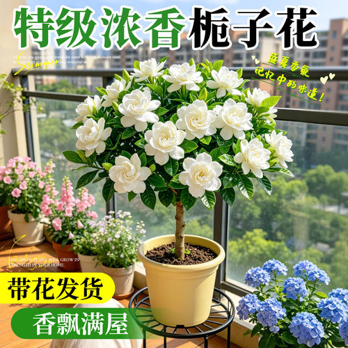 大盆栀子花盆栽室内阳台浓香花卉