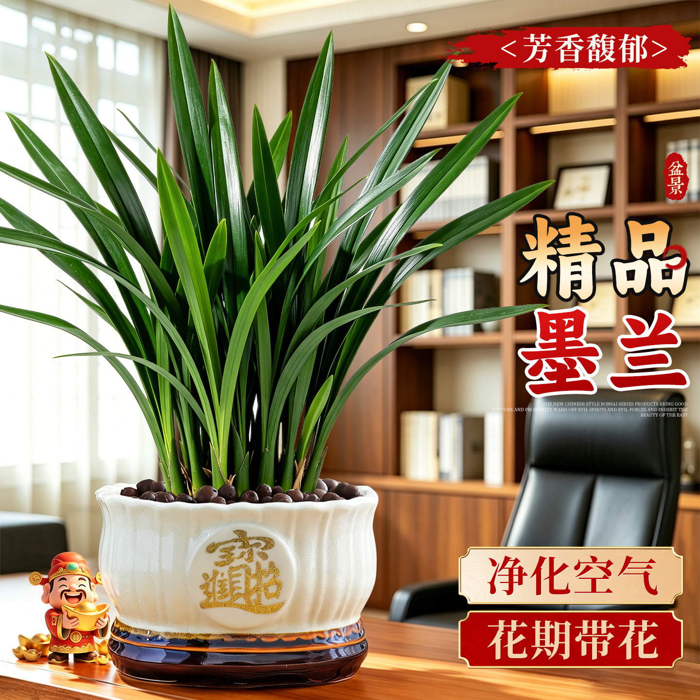 特级墨兰盆景兰花企黑带花苞绿植办公室内好养花卉四季开花浓香型