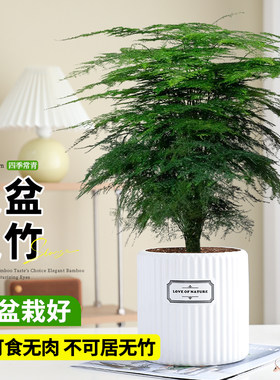 文竹盆栽室内客厅特级大盆好养