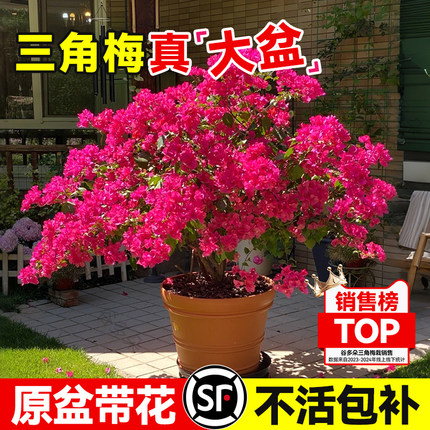 特级红三角梅盆栽漳红樱爬藤老桩带花阳台耐寒四季常青绿植物花卉