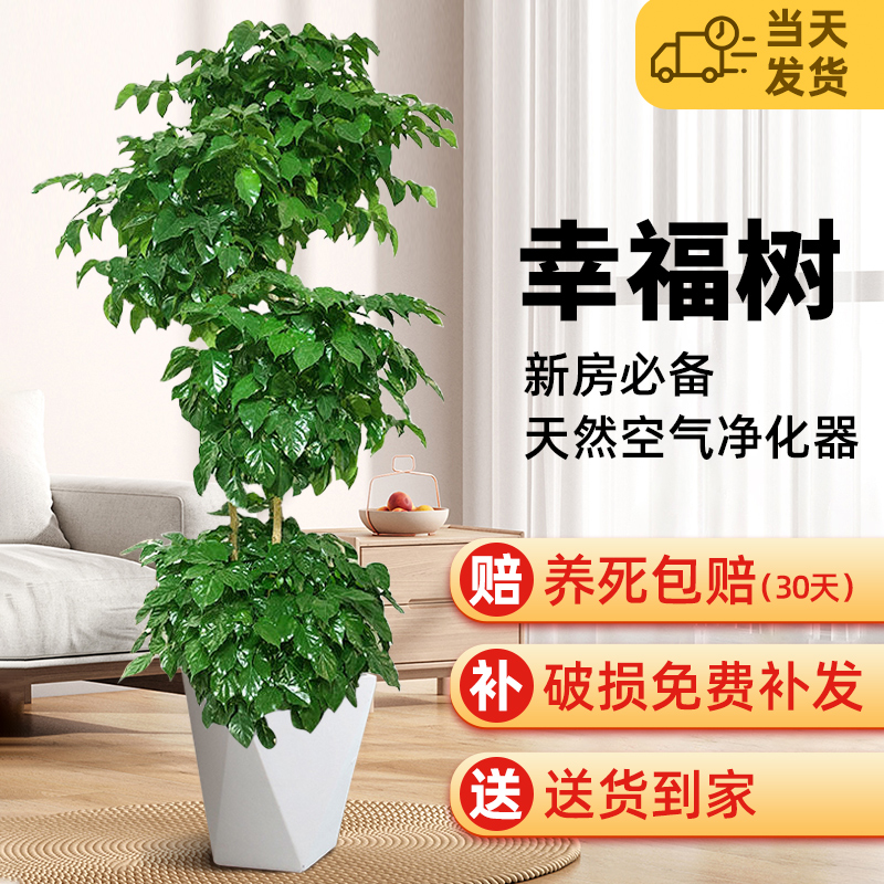 幸福树客厅盆栽大型绿植办公室内好养落地老桩植物发财树四季常绿