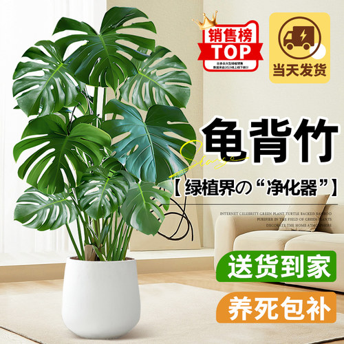 龟背竹盆栽大叶老桩室内大型绿植