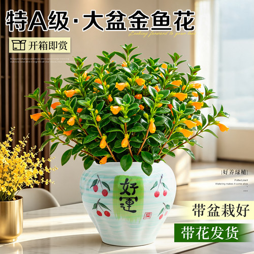 【新手好养花卉】金鱼吊兰盆栽