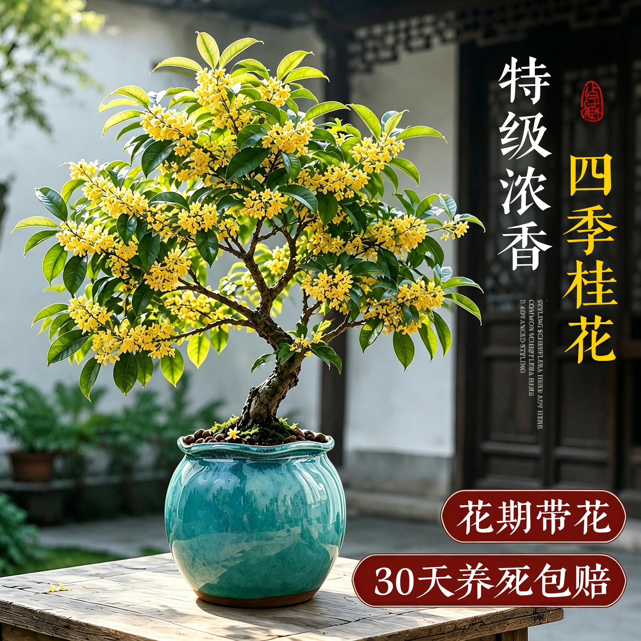 【特级浓香】老桩桂花四季好养活图片