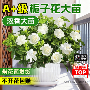 大盆栀子花盆栽带花苞室内桌面花卉绿植浓香型阳台多季开花好养活