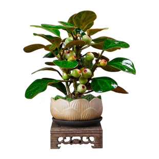 菩提树盆栽小盼菩提盆景带果中式禅意桌面摆件室内创意好养绿植物