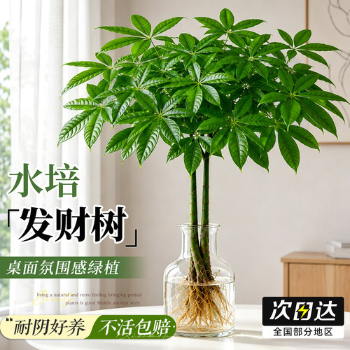【四季常青】水培发财树招财植物