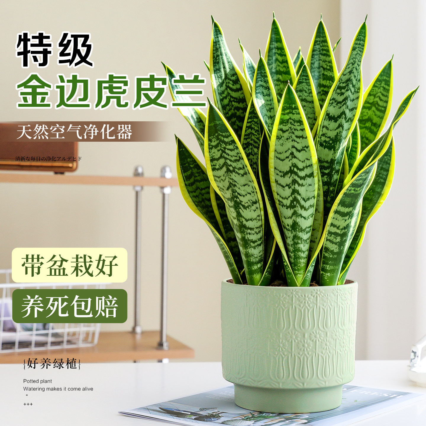 金边虎皮兰盆栽客厅办公桌面上净化除醛绿植耐阴好养活虎尾兰植物