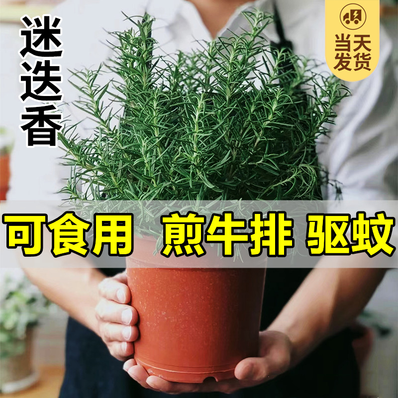 迷迭香盆栽可食用绿植驱蚊植物