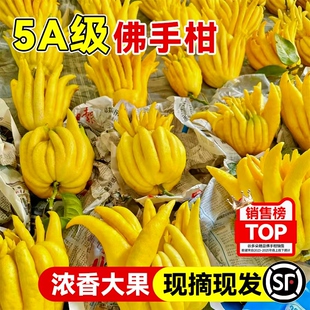 佛手柑大果办公桌面水培绿植物香薰闻香葫芦摆件香橼鲜果天然新鲜