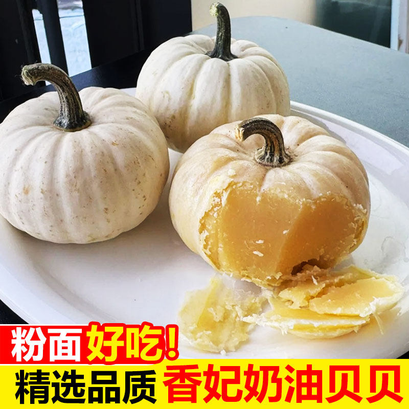 香妃奶油贝贝南瓜正宗新鲜现摘精选白雪迷你白南瓜宝宝辅食粉香甜