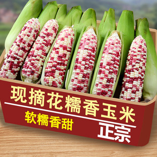 2025现货新鲜花糯玉米应季甜糯玉米棒保鲜带皮苞谷蔬菜当季整箱