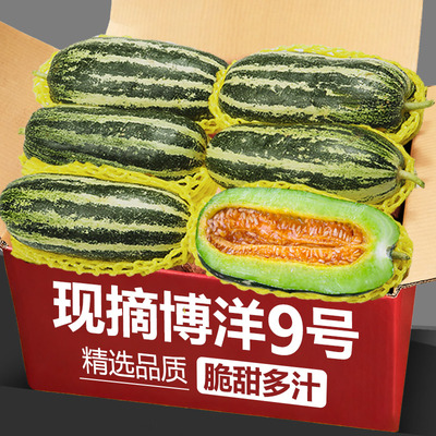 山东博洋9号甜瓜新鲜水果当季整箱包邮羊角九号大果脆蜜香甜包邮