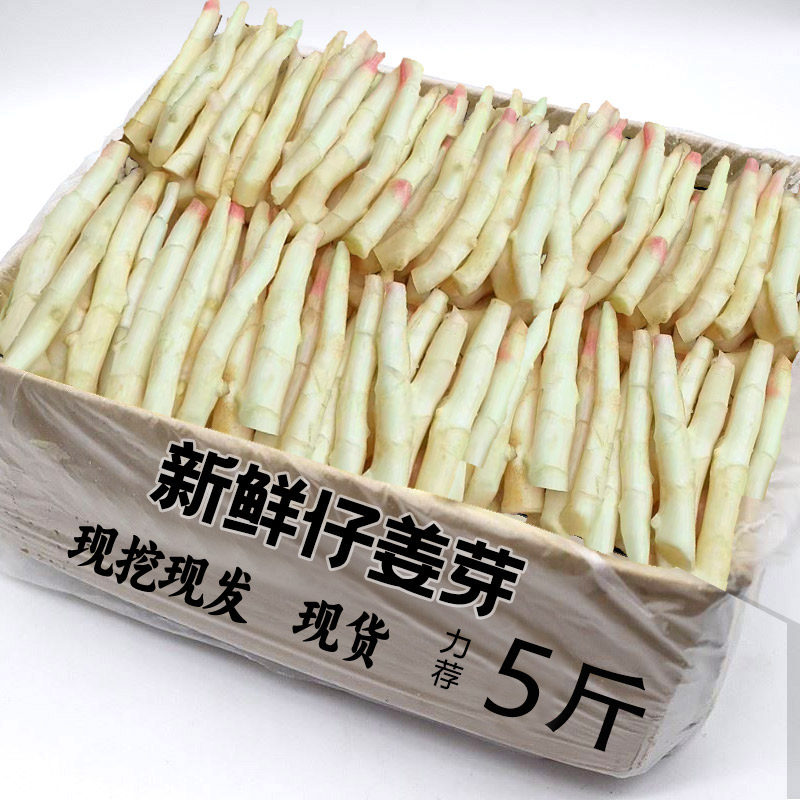 四川内江现挖嫩姜 嫩仔姜红芽姜芽子姜泡姜醋泡姜 5斤 普通快递