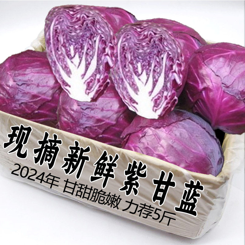 新鲜紫甘蓝沙拉菜现摘紫色卷心菜榨汁食用蔬菜紫包菜3斤包邮A5