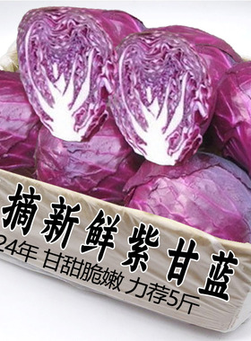 山东寿光新鲜紫甘蓝沙拉菜紫色卷心菜榨汁食用蔬菜紫包菜5斤包邮A