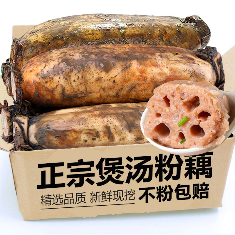 现挖正宗煲汤粉藕新鲜莲藕莲藕九孔藕莲藕糯米藕带泥巴藕产地直发