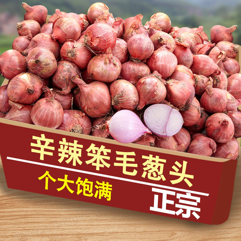 正宗新鲜小毛葱头新鲜毛葱新鲜鬼子葱特产红葱头笨毛葱农家珠葱