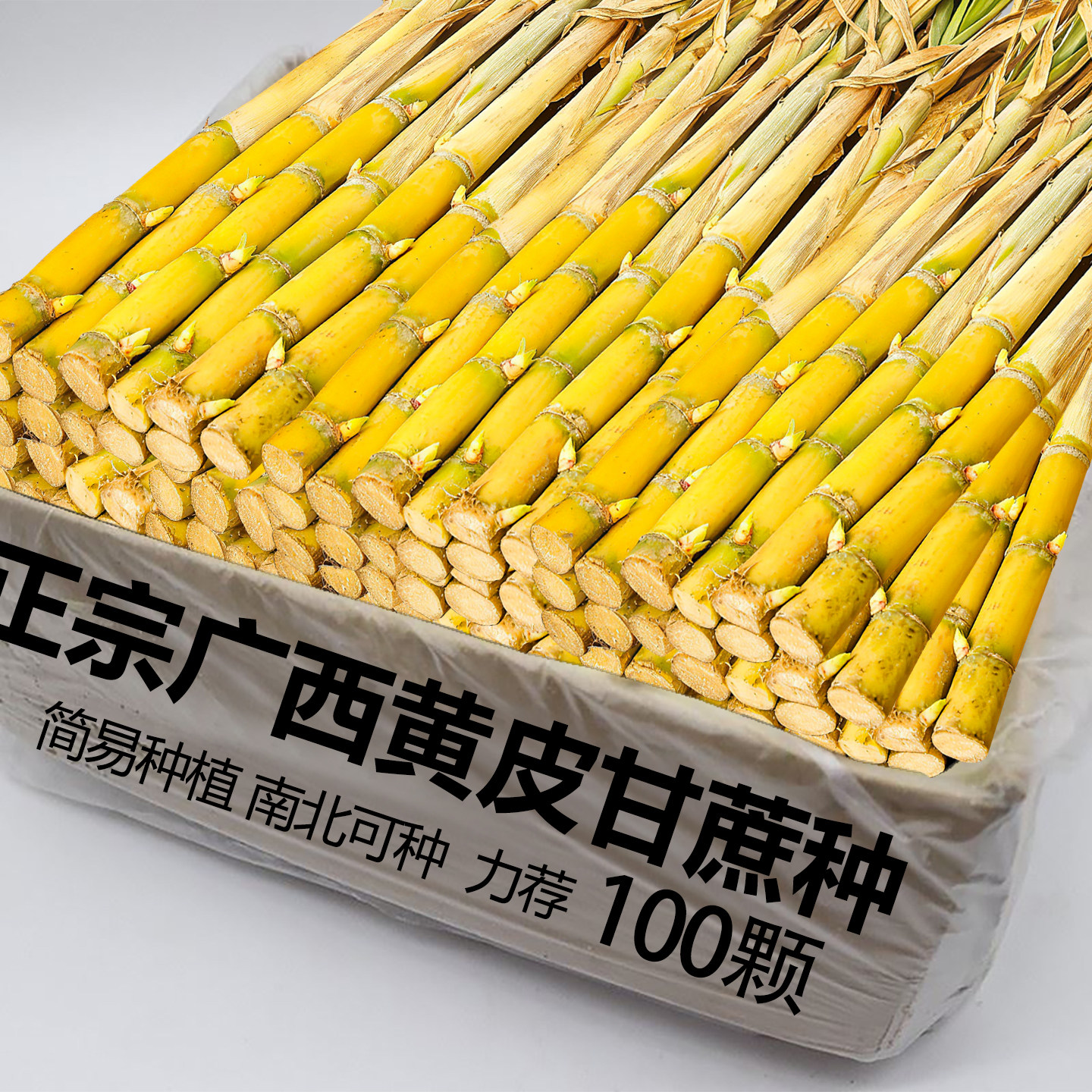 广西黄皮水果甘蔗耐寒种芽种苗玻璃脆新鲜正宗黄皮种现在现发