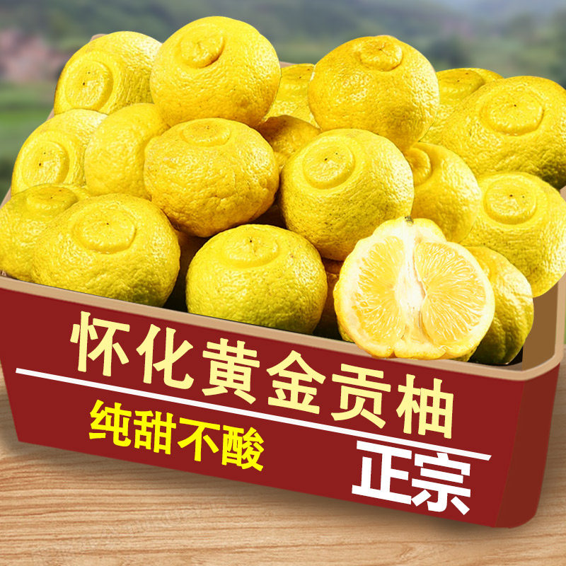 2025怀化洪江黄金贡柚春香桔柚象山青新鲜大果甜柚湖南雪峰山9斤