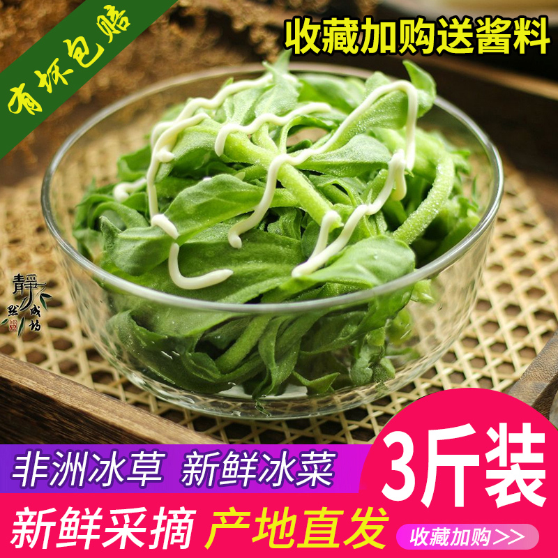 Shandong fresh Ice grass 5 Vegetables Africa Hot Pot precooked and ready to be eaten Salad Full containerin the Aquatic meat/Fresh fruits and vegetables/Cooked , Fresh vegetables/Vegetable products , Fresh vegetables , Other  category - from Buy2taobao.com to provide professional Taobao agent buy service