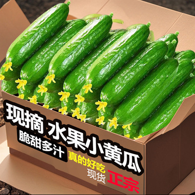 生吃水果黄瓜新鲜小黄瓜无刺青瓜玉女黄瓜白玉旱黄瓜孕妇现摘蔬果