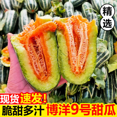 山东博洋9号甜瓜新鲜水果当季整箱包邮羊角九号大果脆甜香蜜瓜