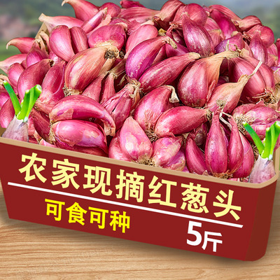 广西正宗红葱头5斤红皮干香葱头种子食用香料新鲜农家红葱头包邮
