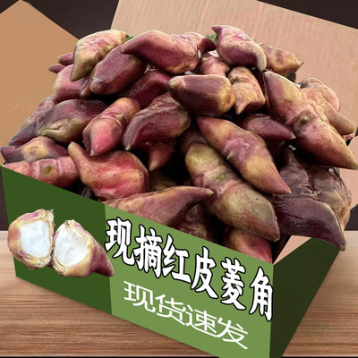 顺丰苏北洪湖特产5斤新鲜菱角现时带壳生吃现摘蒸煮炒菜红皮棱角