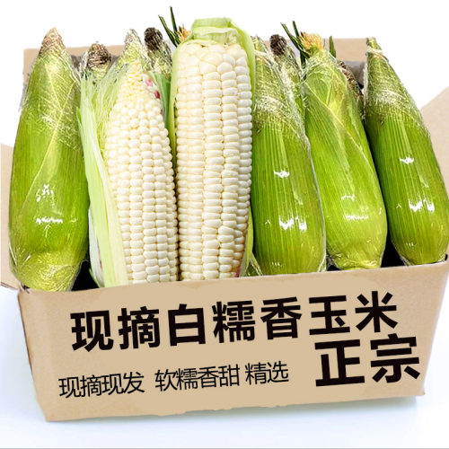 现摘白糯玉米，粘糯香甜！