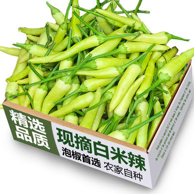 现摘野山椒白色白米辣椒小米辣椒新鲜做泡椒米椒朝天椒超辣指天椒