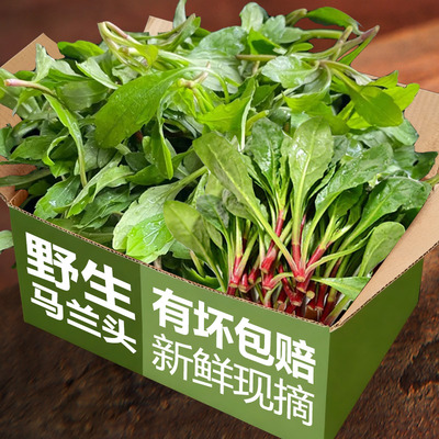 马兰头野生现摘马兰头新鲜绿色蔬菜当季农村野菜新鲜农产品4斤装