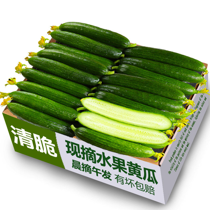 现摘水果黄瓜新鲜生吃5斤山东小瓜荷兰青瓜时令蔬菜脆嫩清甜整箱,水产肉类/新鲜蔬果/熟食,黄瓜,淘宝优惠券,粉丝福利购,淘宝优惠卷