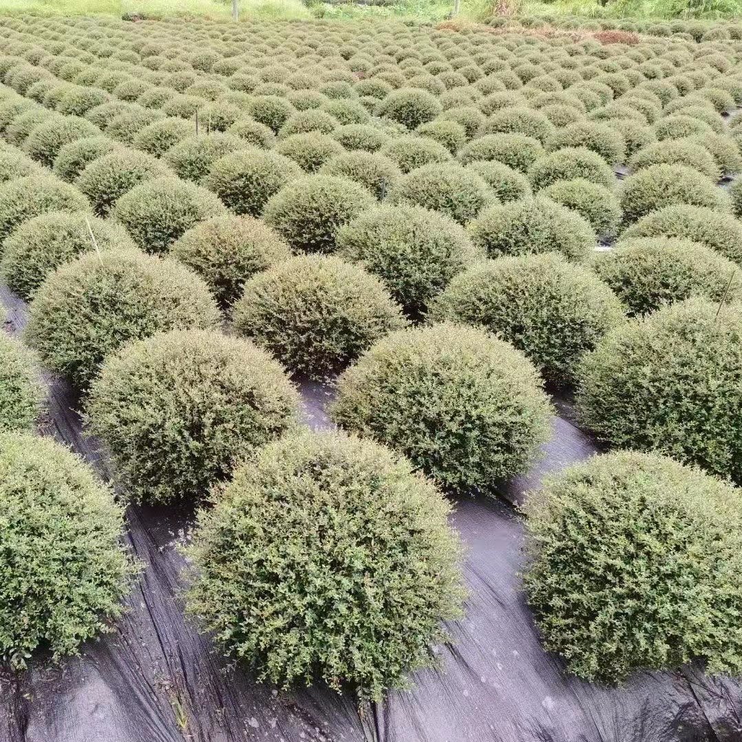 冬青先令盆栽 四季常绿耐寒耐热庭院花镜植物多年生观叶植物