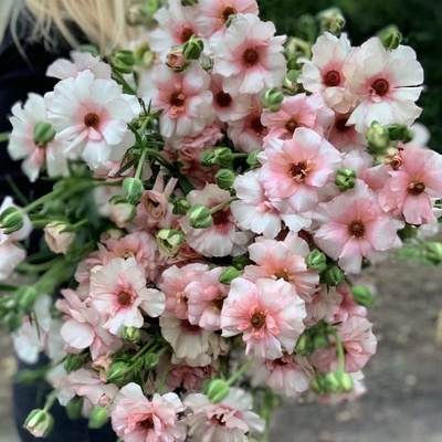 蝴蝶巨星系列花毛茛盆栽