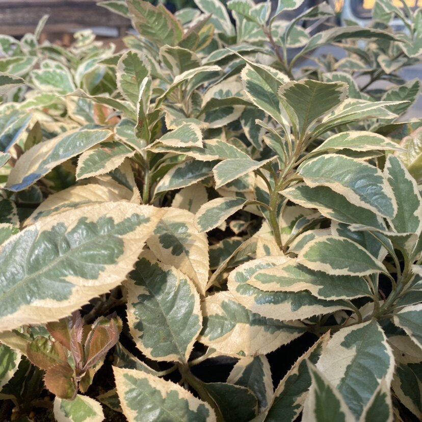 花叶紫金牛盆栽 多年生丛生矮生植物庭院花园盆栽观赏耐寒耐热