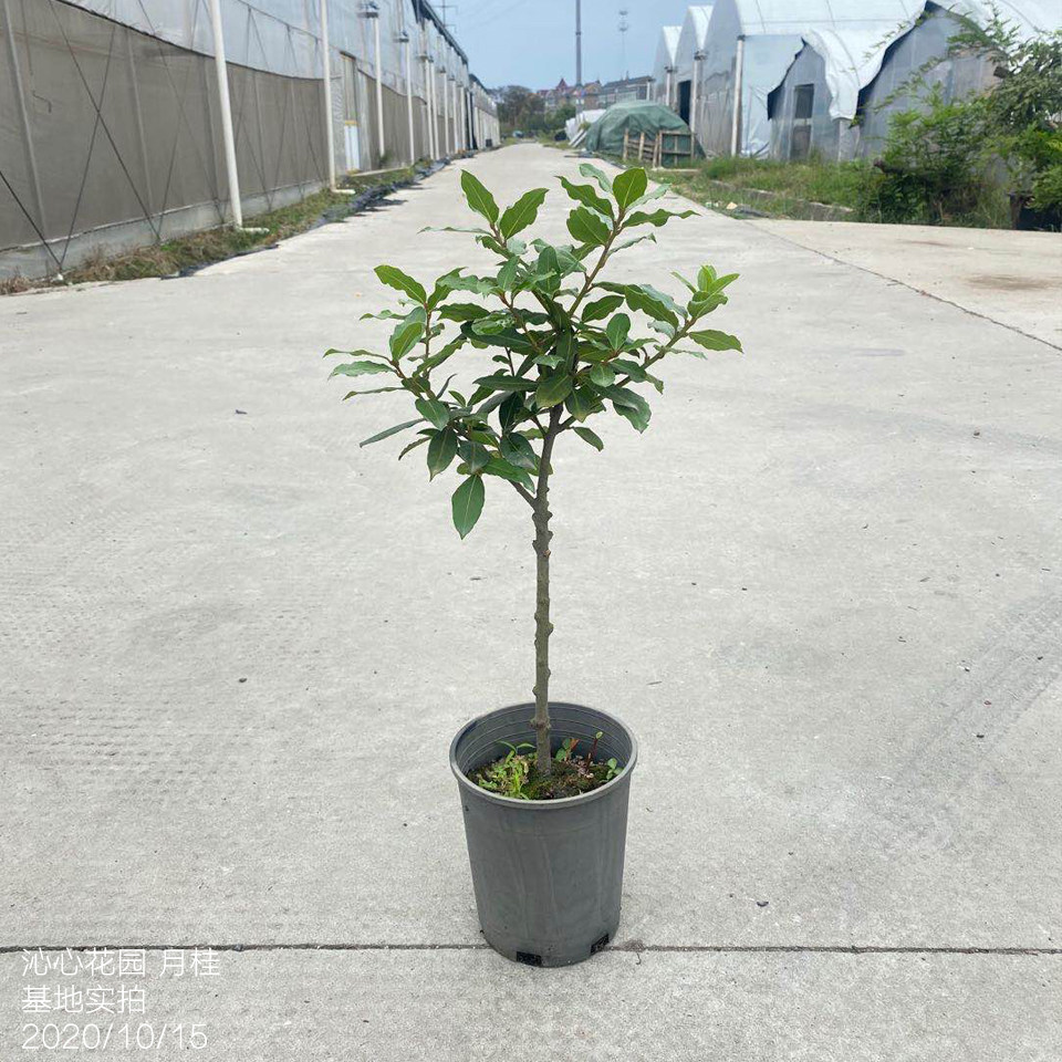 地中海月桂棒棒糖盆栽 食用香叶常绿观叶耐寒耐热植物
