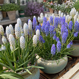 【祝星】葡萄风信子盆栽球根植物蓝壶花属多年生种球花卉阳台庭院