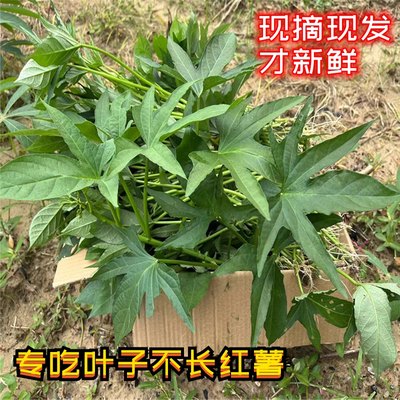 广东地瓜叶红薯尖苗新鲜蔬菜山芋