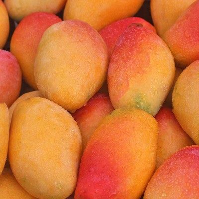 【贵妃芒】大果十斤净重9斤时令水果当季芒果,树上熟现摘现发