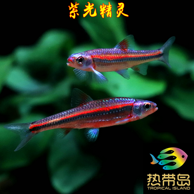 水草鱼灯鱼热带鱼淡水鱼紫光精灵进口鱼观赏鱼冷水鱼群游幻彩颜色