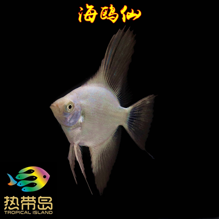 新品种神仙鱼燕鱼海鸥仙热带鱼淡水鱼