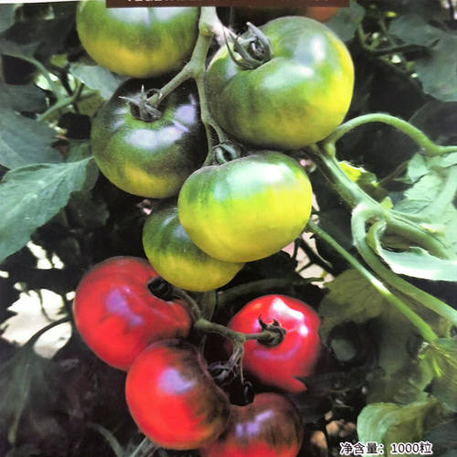 京采8号草莓番茄种子 采8柿子种子 京采草莓番茄种子