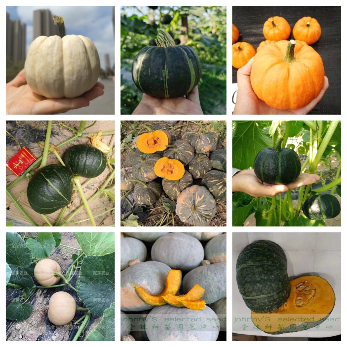 盆栽南瓜种子合集贝贝南瓜种子板栗南瓜种子奶油南瓜种子,农用物资,蔬菜种子/种苗,淘宝优惠券,粉丝福利购,淘宝优惠卷