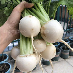 日本艳姬芜菁种子生吃白芜菁种子 沙拉芜菁