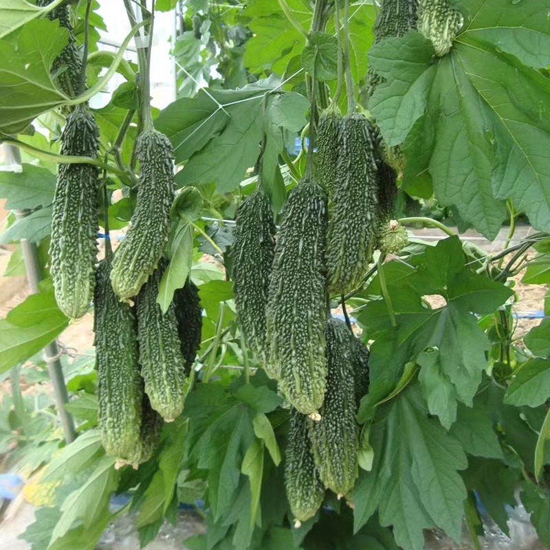 特色小苦瓜种子好吃降火苦味儿足